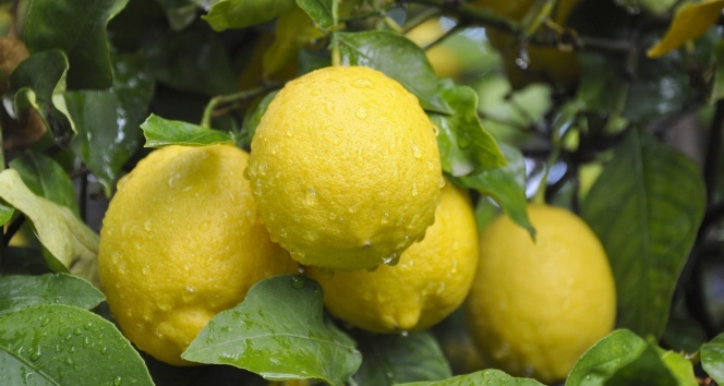 Limon ihracatında ön izin şartının kalkması, ihracatçı ve üreticiyi sevindirdi