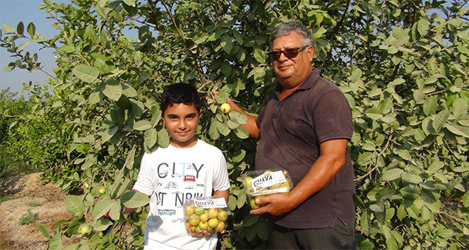 Meyvelerin kralı ve kraliçesi 'guava'nın hasadına başlandı