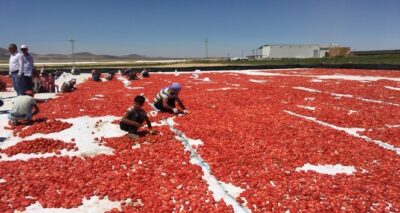 Niğde’de üretilen kuru domatesler 6 ülkeye ihraç ediliyor