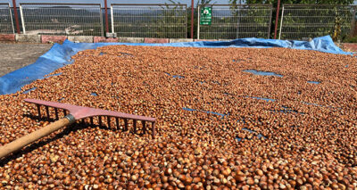 Piyasada fındık yok, yok satıyor