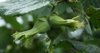 Türkiye, 2019-2020 fındık ihracat sezonunu 2 milyar 226 milyon dolar ile kapattı