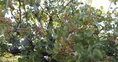 Ülke ekonomisine 10 milyar lira katkı sağlıyor, üreticiler hasada hazırlanıyor