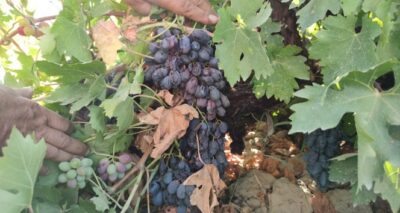 Üzüm üreticiyi üzdü