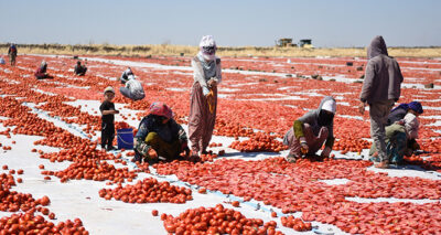 Yerli domatesler kurutularak yurt dışına ihraç ediliyor