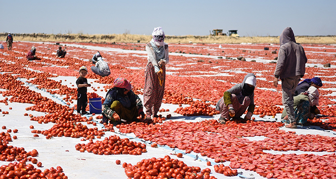 Yerli domatesler kurutularak yurt dışına ihraç ediliyor