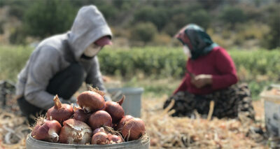 40 derecelik sıcağın altında soğan hasadı