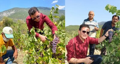 80 yıldır sadece yağmur suyuyla yetişiyor, hasadı 1 ay sürüyor