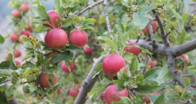 Amasya elması hasat için gün sayıyor