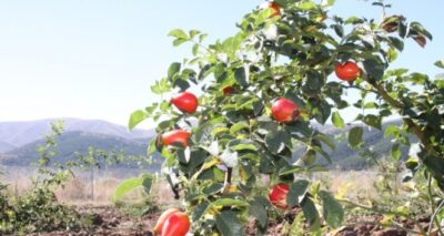 Bakanlık hibesiyle dikilen kuşburnular ilk meyvelerini verdi