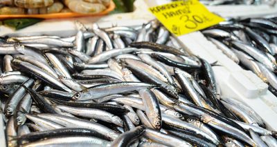 Balık tezgahlarında palamut bolluğu yaşanıyor