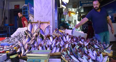 Balıklar bollaşıyor, fiyatlar düşüyor