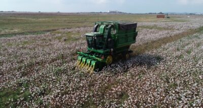 'Beyaz altın' pamukta hasat başladı