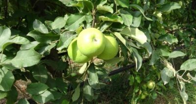 Beykoz elmasında yüzler gülüyor