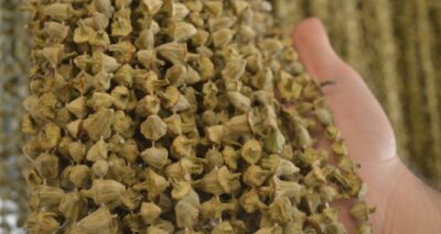 Bu ürün kurutulunca fiyatı 10 kat artıyor