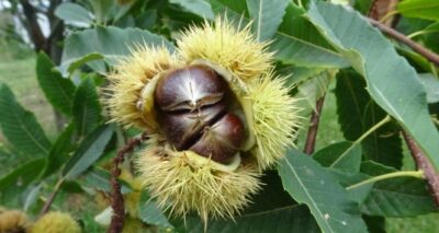 Bursa'da kestane hasadı başladı