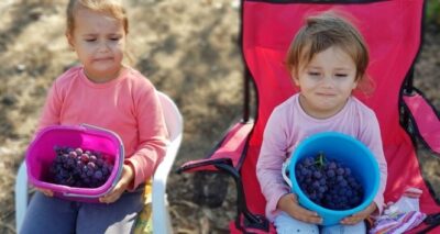 Çanakkale’de üzüm hasadı başladı