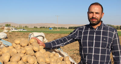 Cipslik patates satış fiyatları üreticisinin yüzünü güldürüyor
