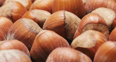 Fındık ihracatında cumhuriyet tarihinin rekoru kırıldı