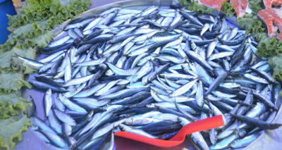 İlk gün hamsi el yaktı