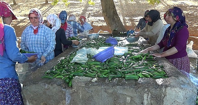 Kahramanmaraş'ta 200 bin ton salatalık üretiliyor