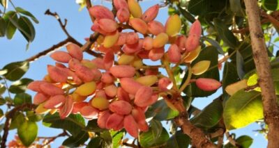Kahramanmaraş’ta fıstık hasadı başladı