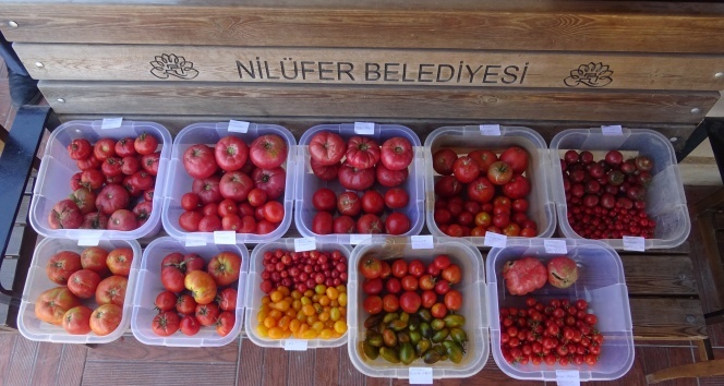 Kent Bostanları’nda 34 çeşit domates, 24 çeşit biber üretildi