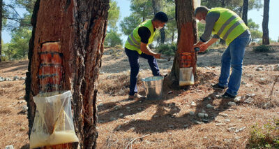 Kilosu 700 TL'ye satılıyor