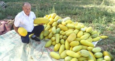 Kiraladığı arazide 70 ton kavun üretimi gerçekleştirdi