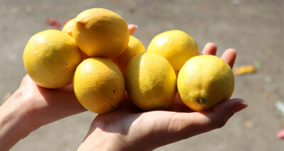 Limon fiyatıyla üreticisini sevindirdi