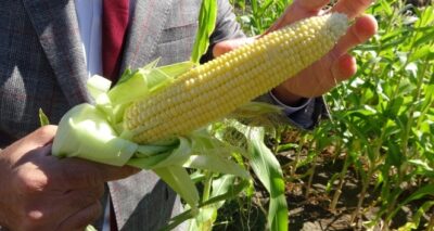 Muş’ta şeker mısır üretimine başlandı