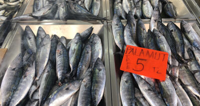 Palamut bereketi yüz güldürüyor