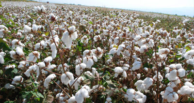 Pamukta 6 lira fiyat beklentisi