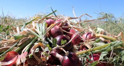 Soğan tarlada 80 kuruş