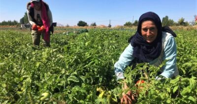 Tarlada 1 lira olan sofralık domates 4 katı fiyatla mutfağa giriyor