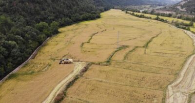 Tarladan mutfağa uzanan pirinçte hasat başladı