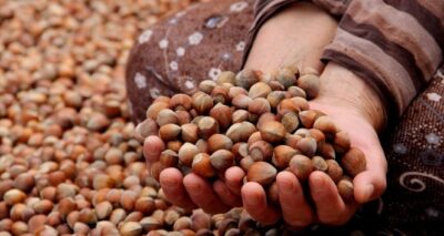 Türkiye son 10 sezonda fındıktan yaklaşık 20 milyar dolar döviz sağladı