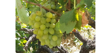 Üzümde 25 bin ton rekolte bekleniyor