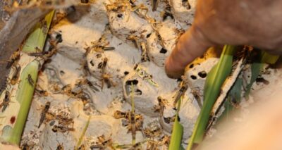 Yurt dışından talep ediliyor, yumurtalarına 52 dereceye kadar sıcaklık uygulanıyor