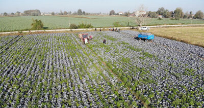 Bafra Ovası’nda lahana hasadı başladı