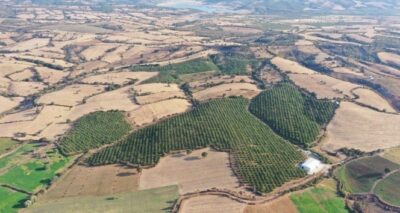 Bayramiç’te ceviz hasadı başladı
