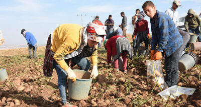 Bitlis'te patatesten bu yıl 350 milyon TL gelir bekleniyor