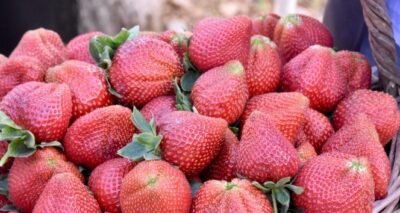 Çilek gelir kapısı oldu