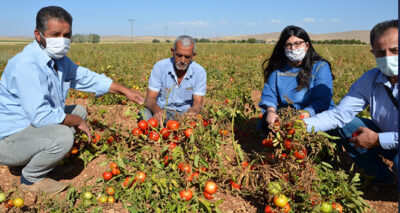 Domates tarlada 50 kuruş, manavda 3 TL