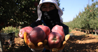 Elazığ’da kırmızı elma hasadı başladı