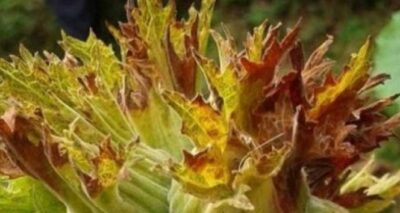 Fındık zurufundan elektrik üretilecek