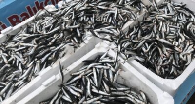 Hamsi bolluğu fiyatları bir günde yarıya düşürdü