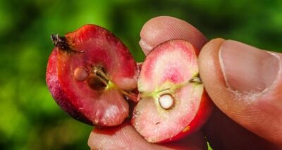 İçi dışı kırmızı elma şifa deposu