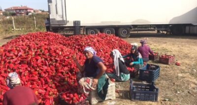 Kapya biber çiftçiyi yaktı...Tonlarcası tarlada kaldı