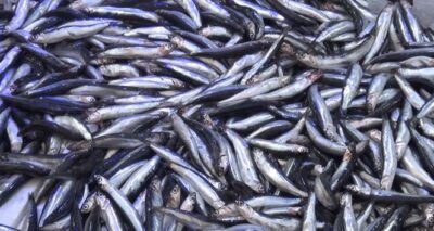 Karadeniz hamsisi tezgahlarda