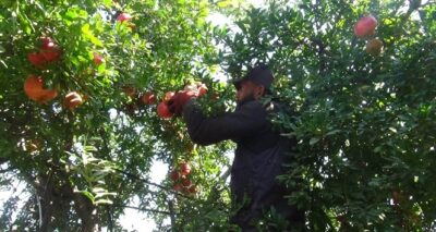 Kilis’te nar hasadı başladı